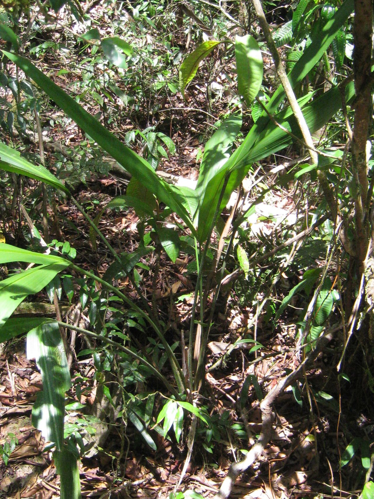 Cyclanthus bipartitus habit