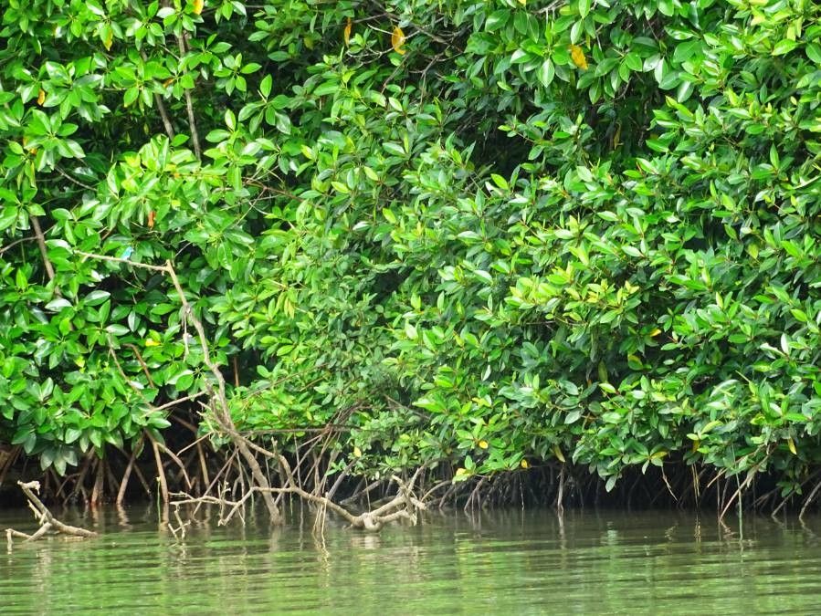 Rhizophora apiculata — search result for 'Vanuatu'