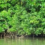 Rhizophora apiculata