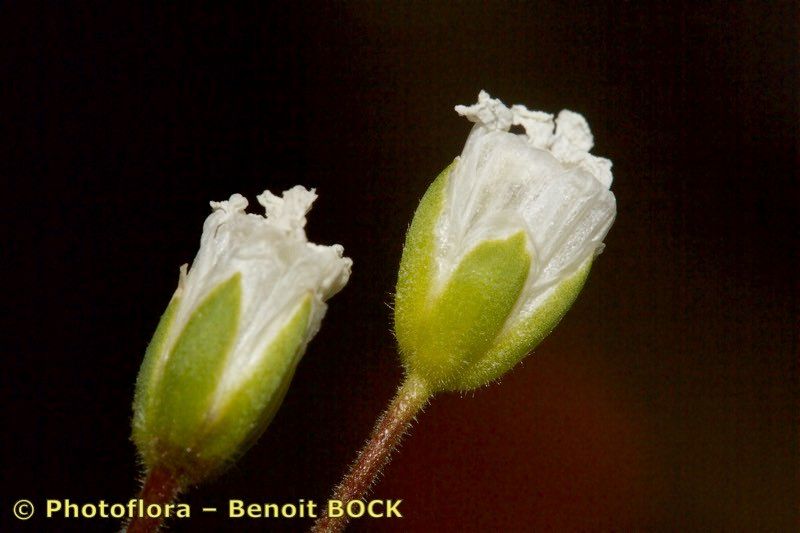 Cerastium carinthiacum fruit