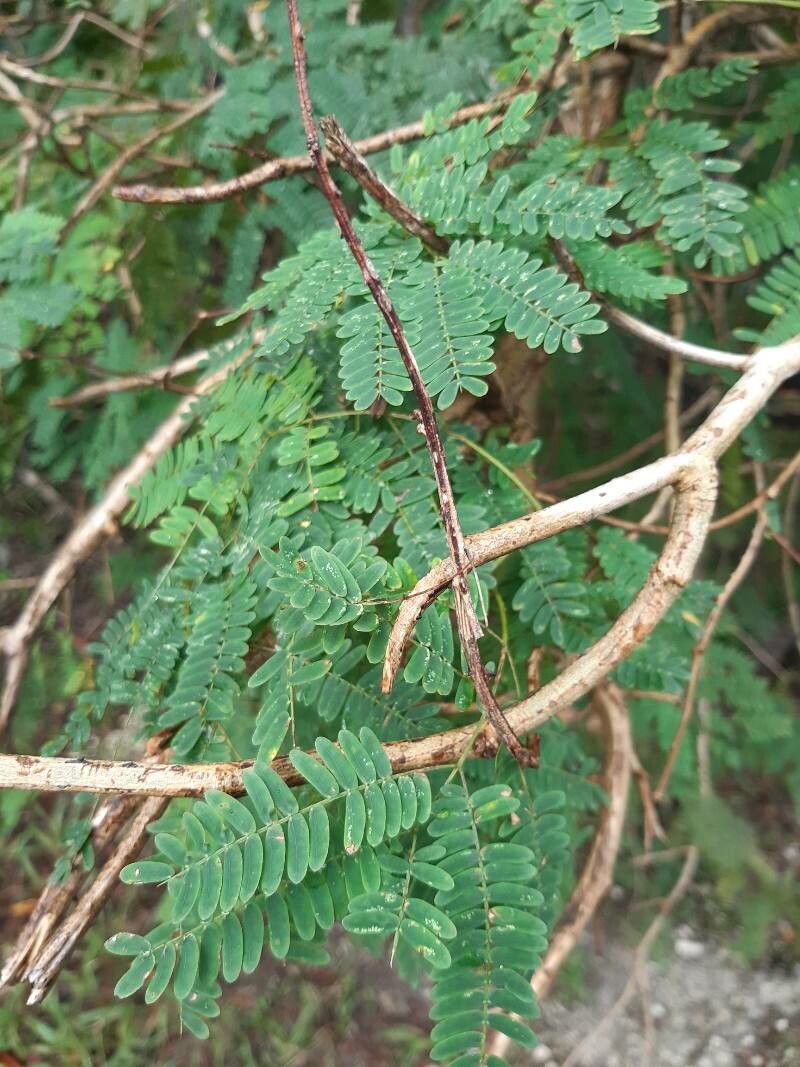 Acacia retusa — houseplant care guide