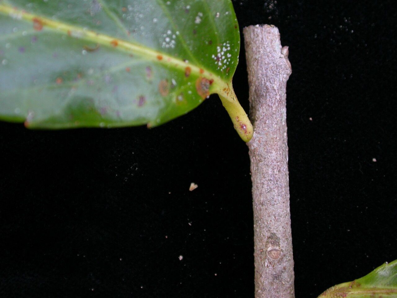 Xylosma longifolia bark