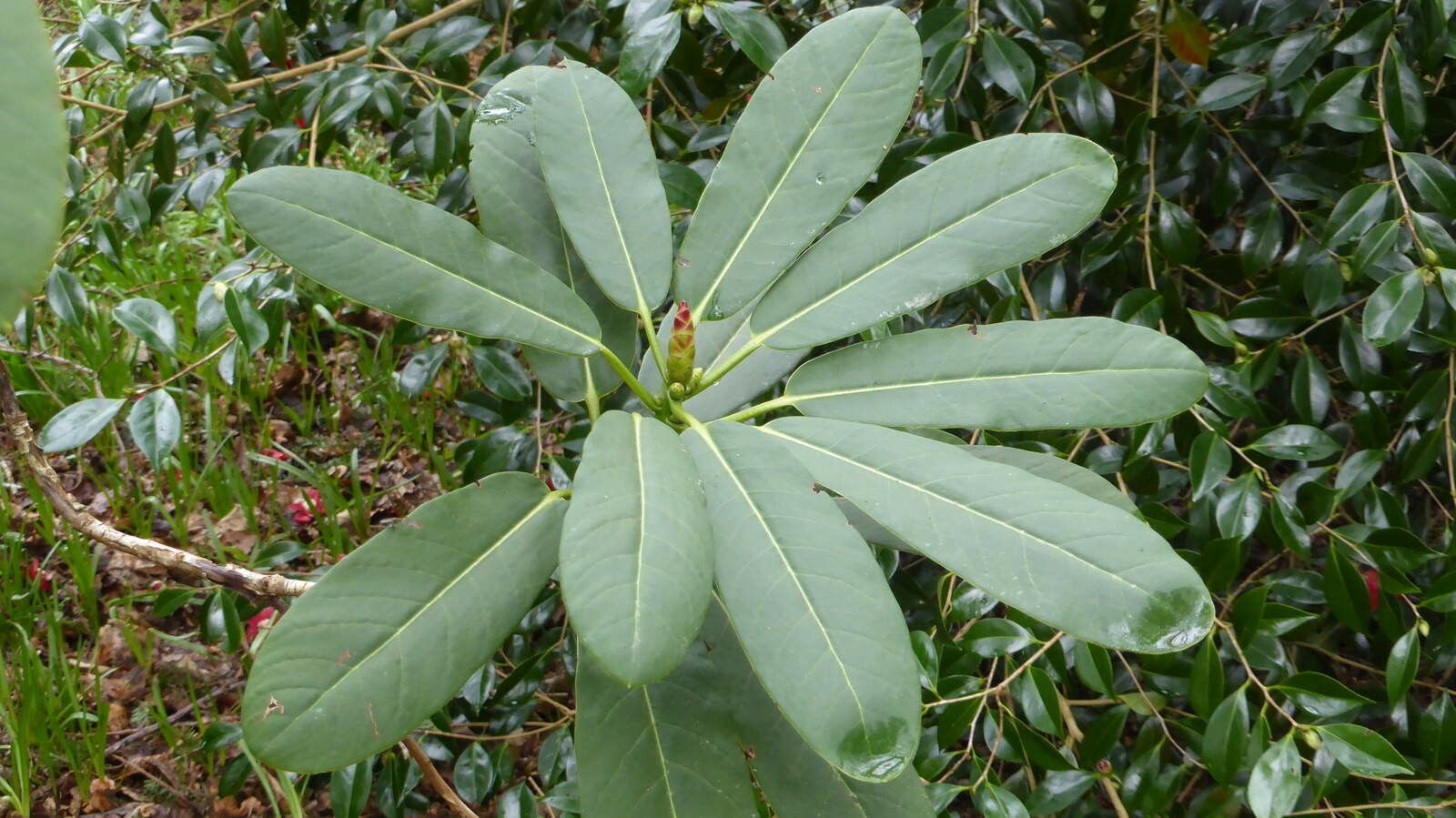 Rhododendron hookeri leaf