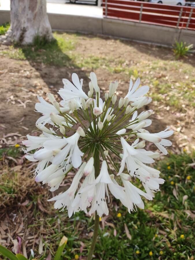 Agapanthus umbellatus flower