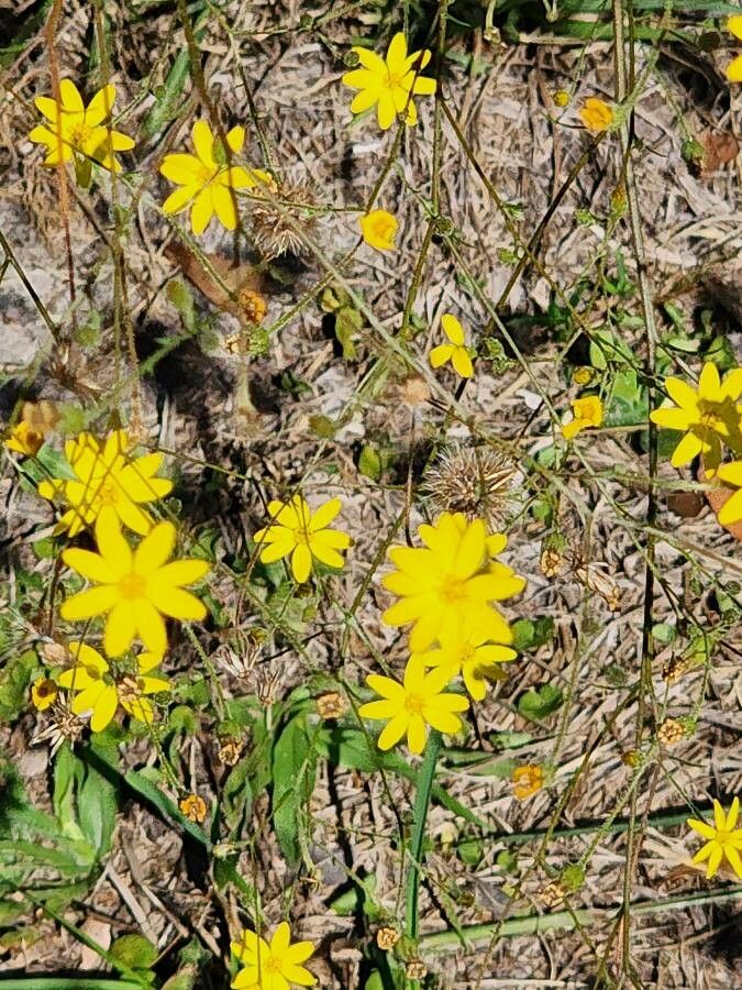 Croptilon divaricatum — search result for 'Perennial or annual herb'