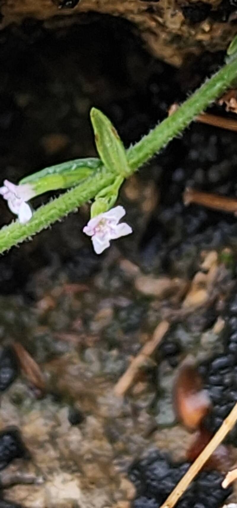 Micromeria persica flower