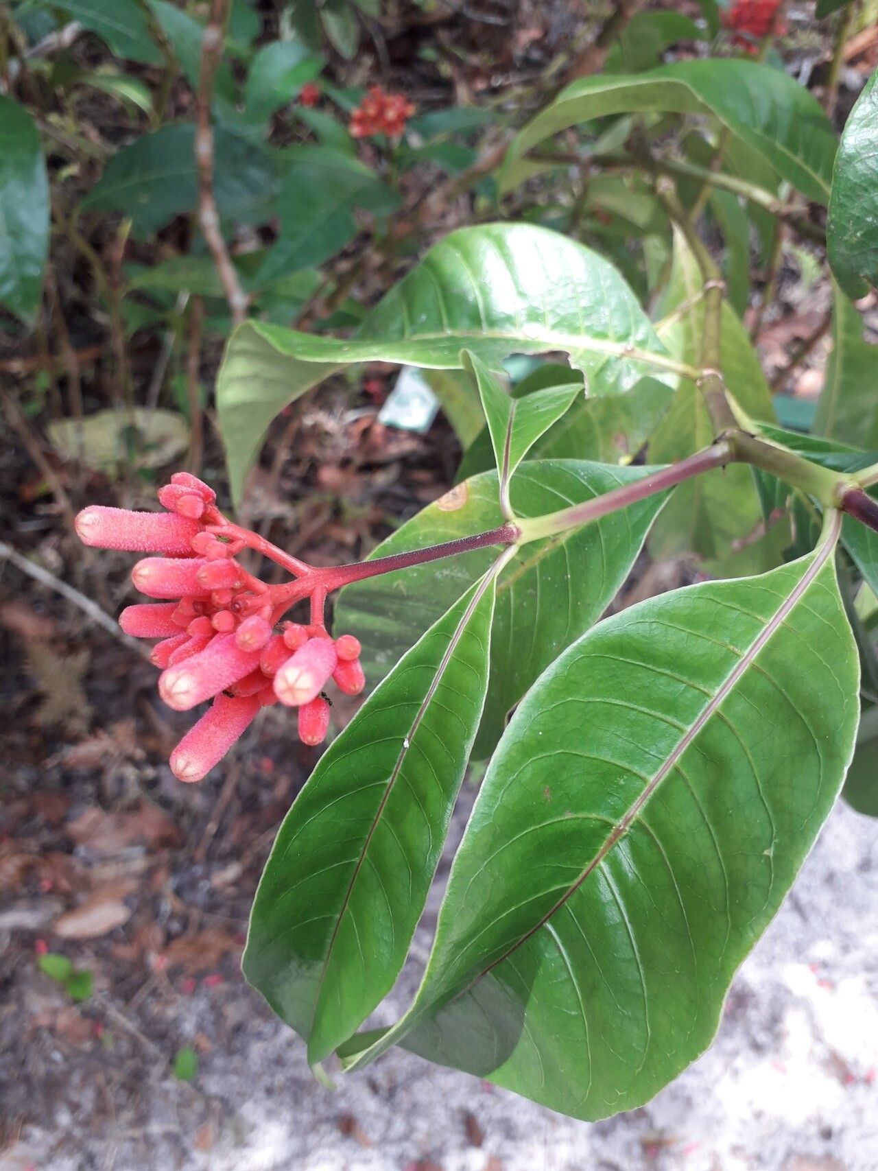 Palicourea nitidella flower