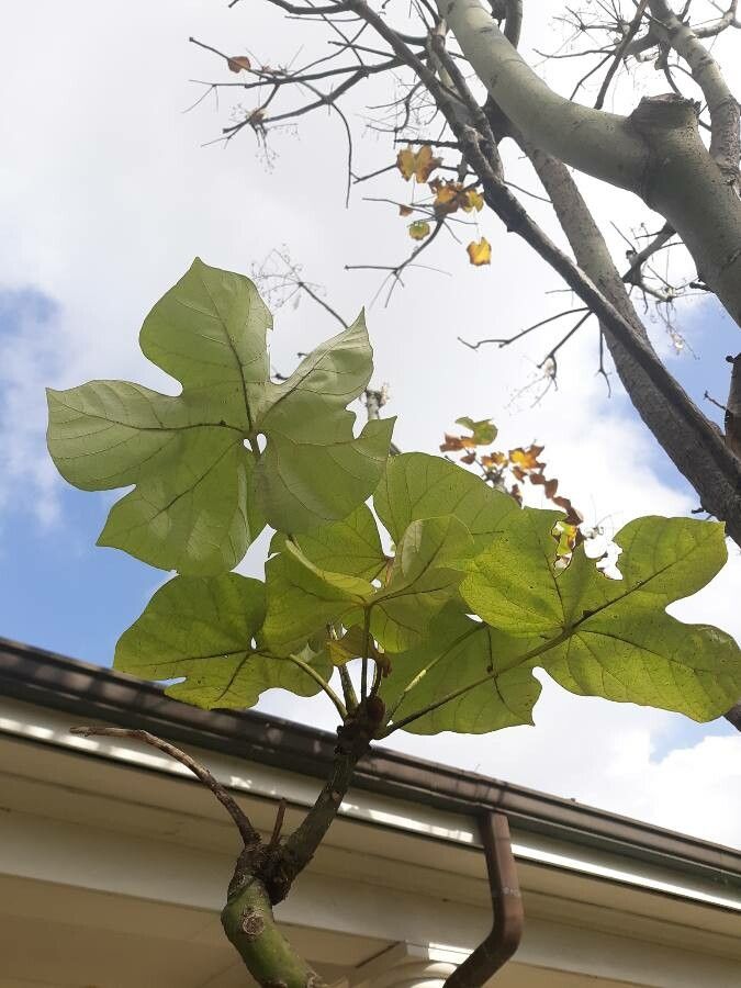 Firmiana simplex leaf