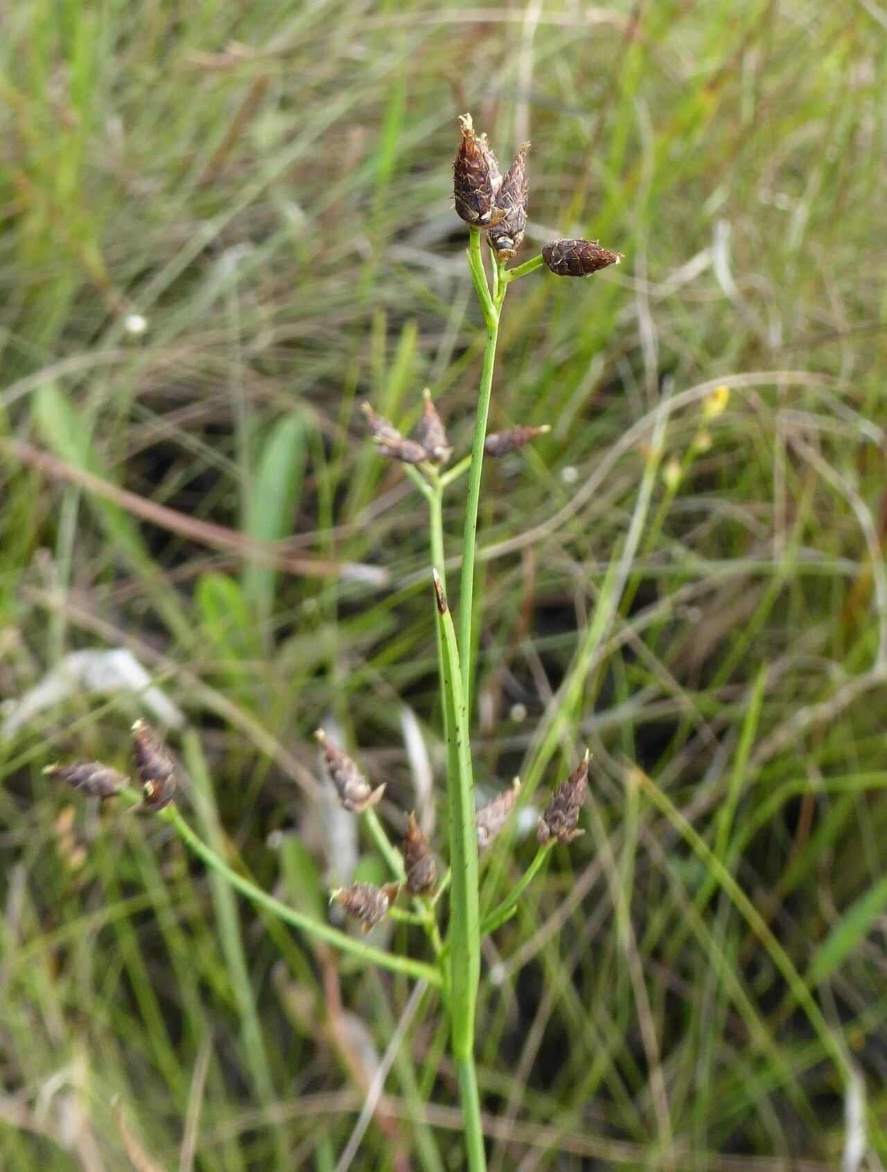 Rhynchospora eximia — houseplant care guide