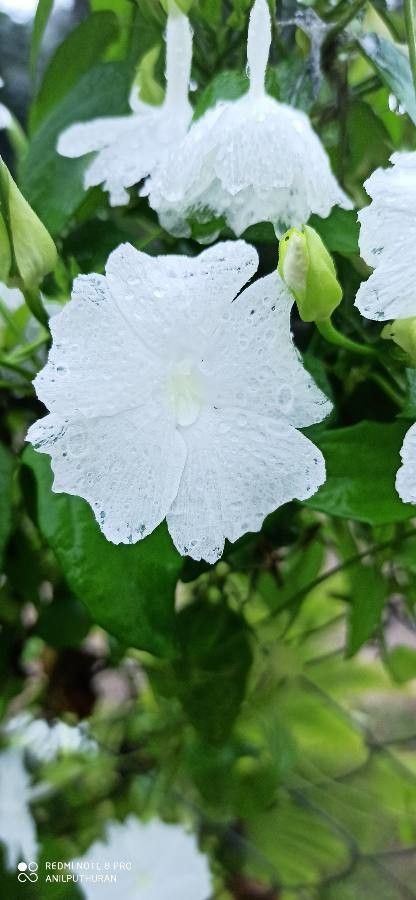 Thunbergia fragrans flower
