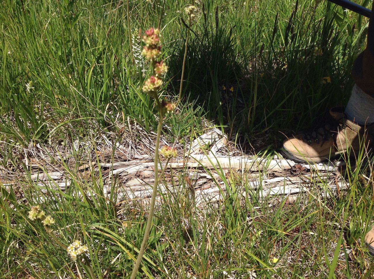 Micranthes oregana habit