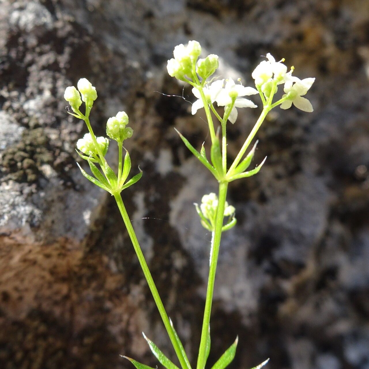 Galium anisophyllon flower