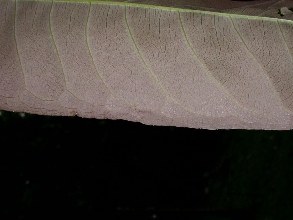 Eschweilera collinsii other