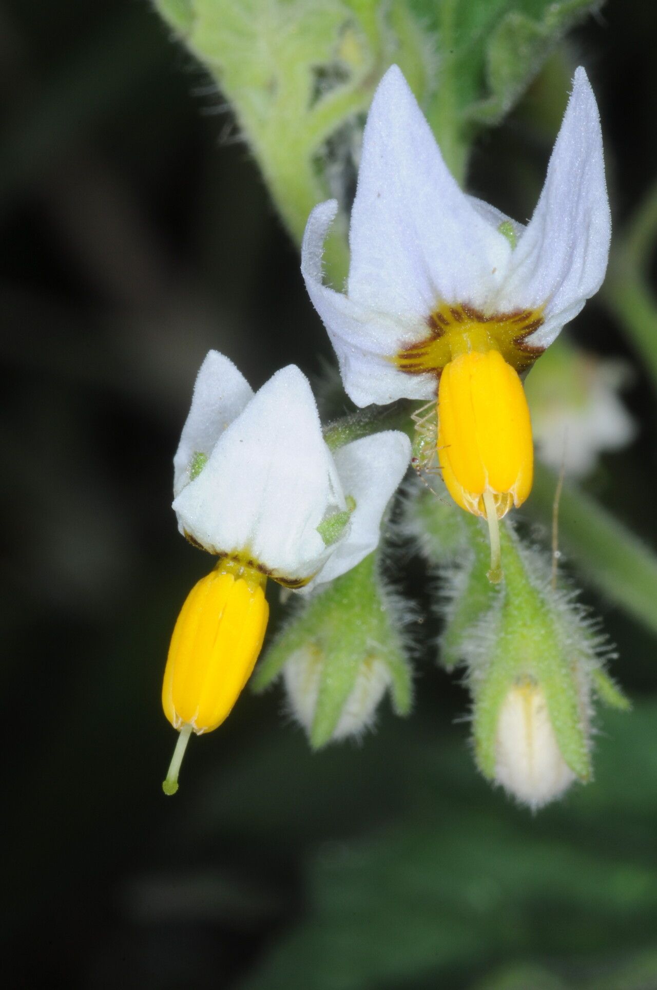 Solanum physalidicalyx — houseplant care guide