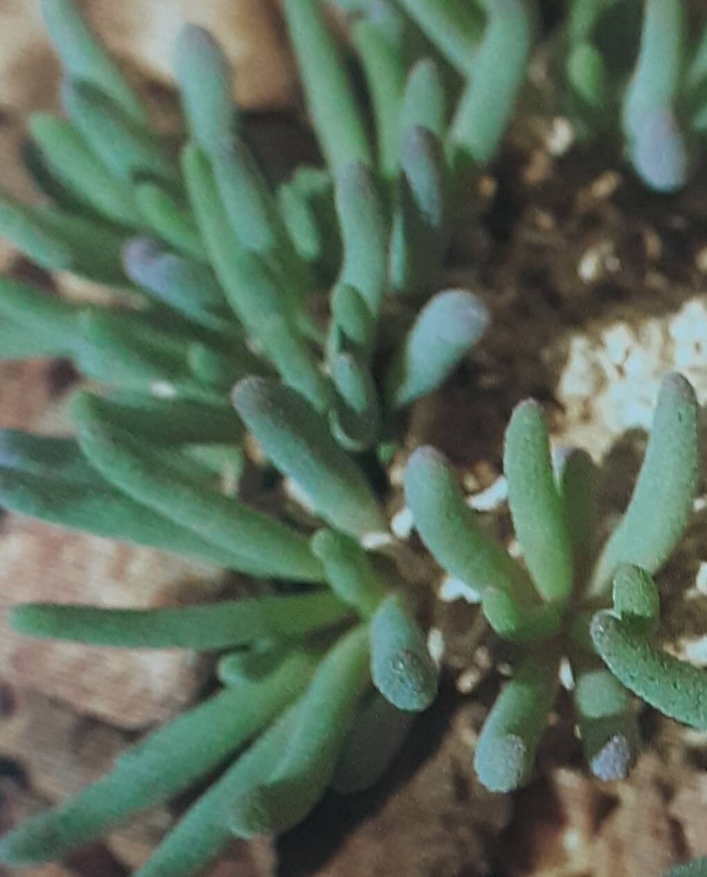 Mesembryanthemum rabiei — search result for 'Mesembryanthemum'