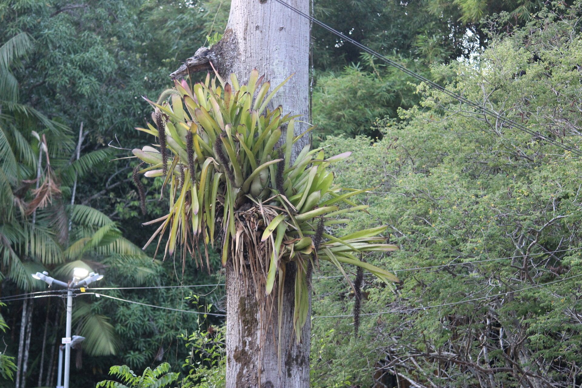 Aechmea setigera habit