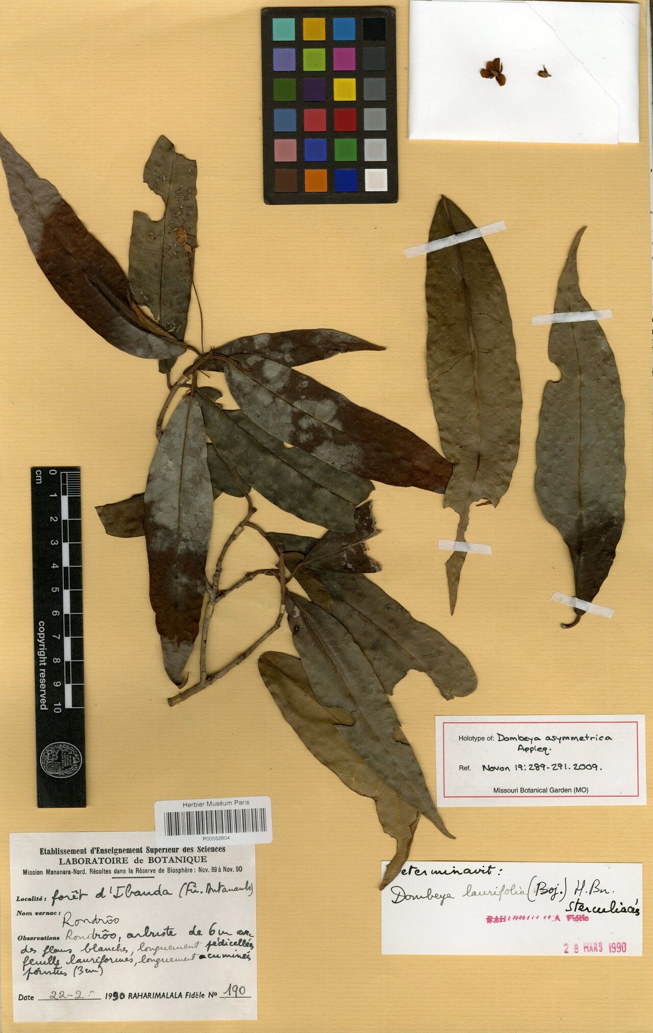 Dombeya asymmetrica — houseplant care guide