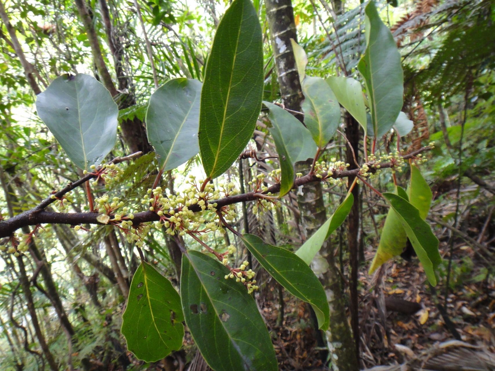 Lasiochlamys cordifolia — related species from the same genus