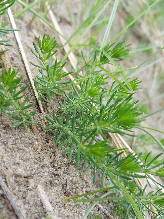 Galium arenarium leaf