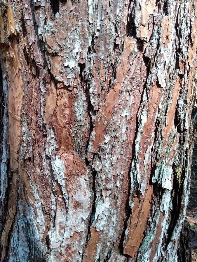 Pinus patula bark