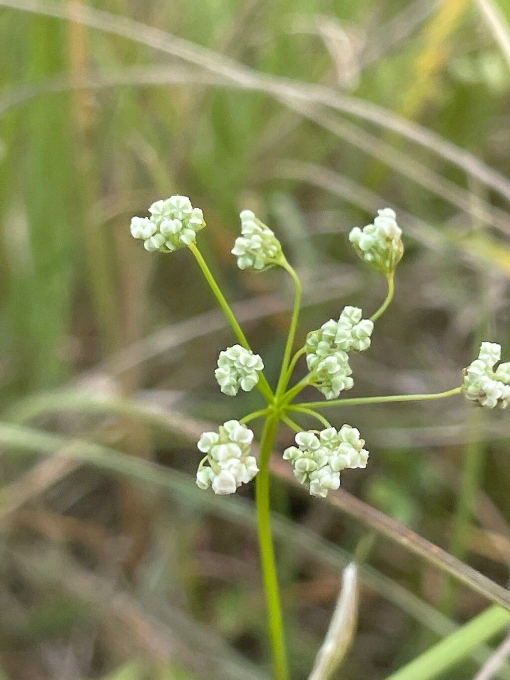 Pimpinella saxifraga flower