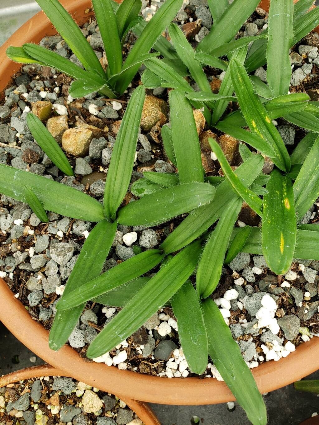 Drimia haworthioides — search result for 'Drimia'