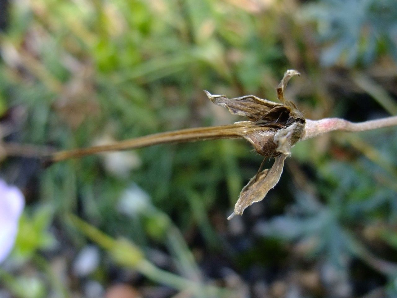 Geranium argenteum fruit