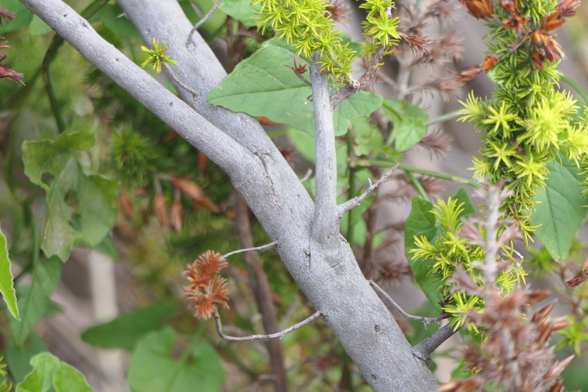 Erica coccinea bark