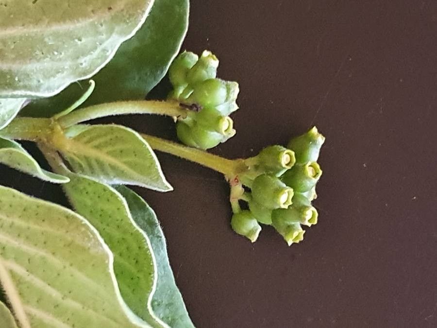 Psychotria kirkii fruit