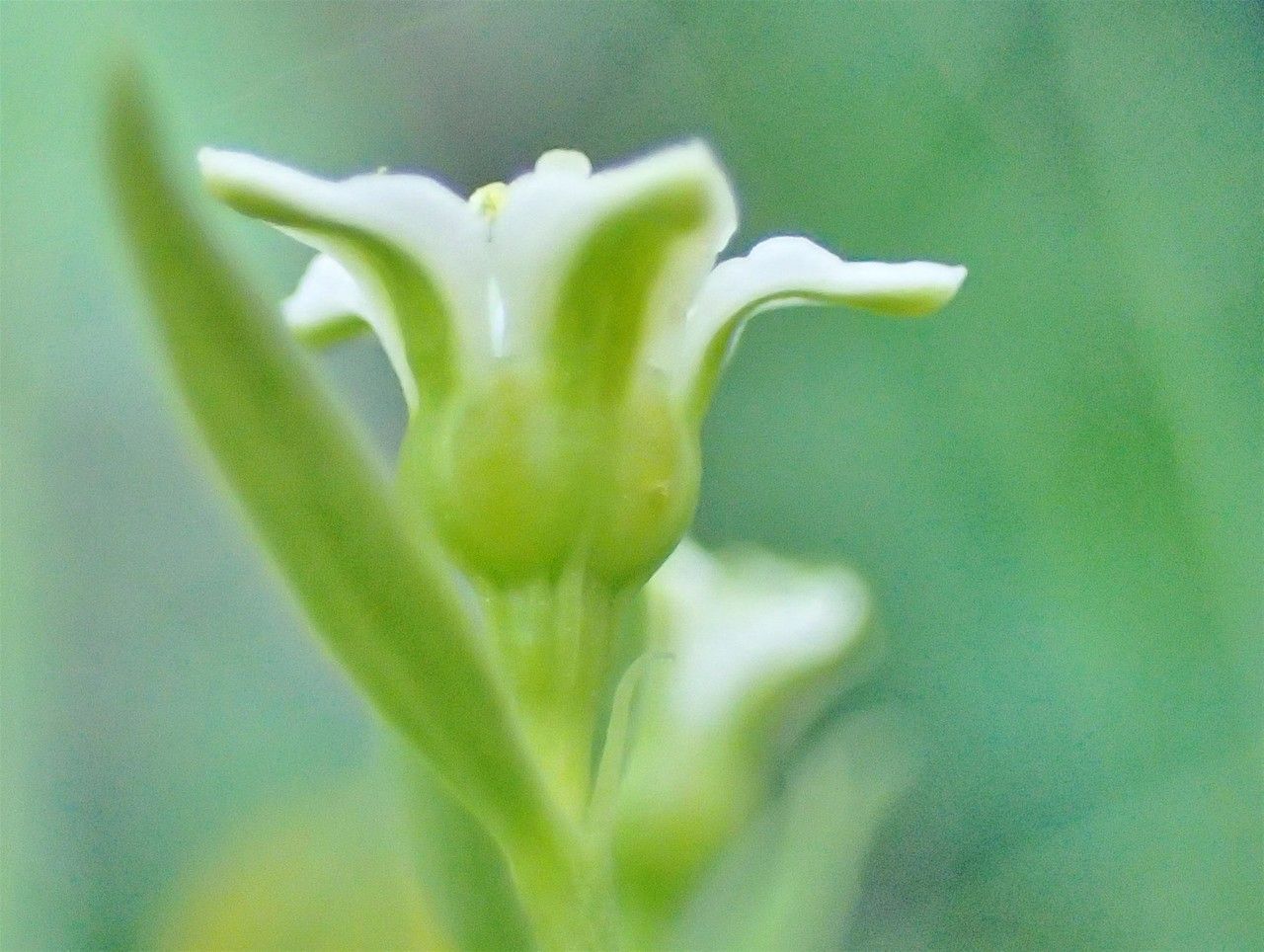 Thesium pyrenaicum flower