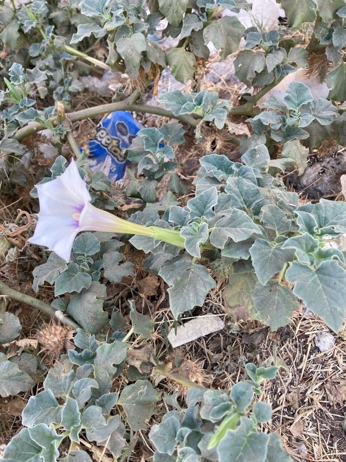 Datura discolor flower