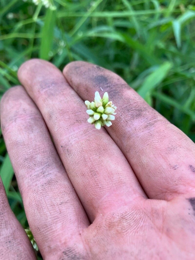 Persicaria sagittata flower