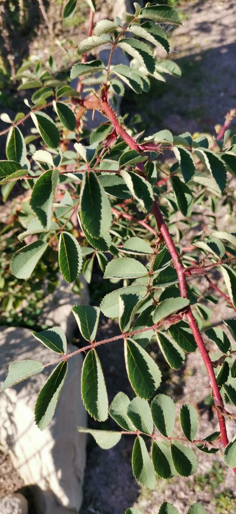 Rosa sweginzowii — houseplant care guide