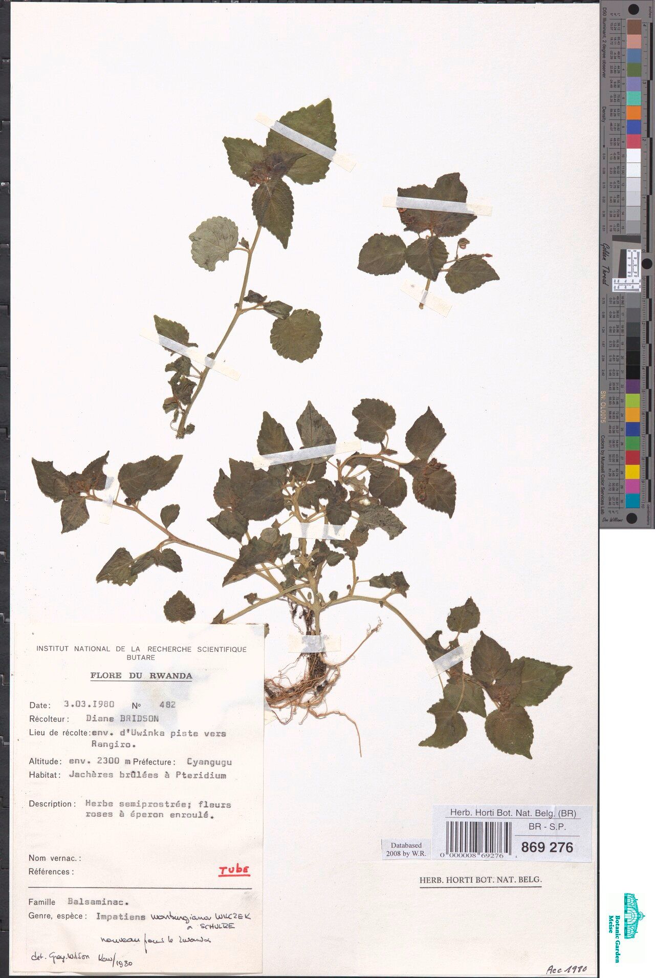 Impatiens warburgiana — houseplant care guide