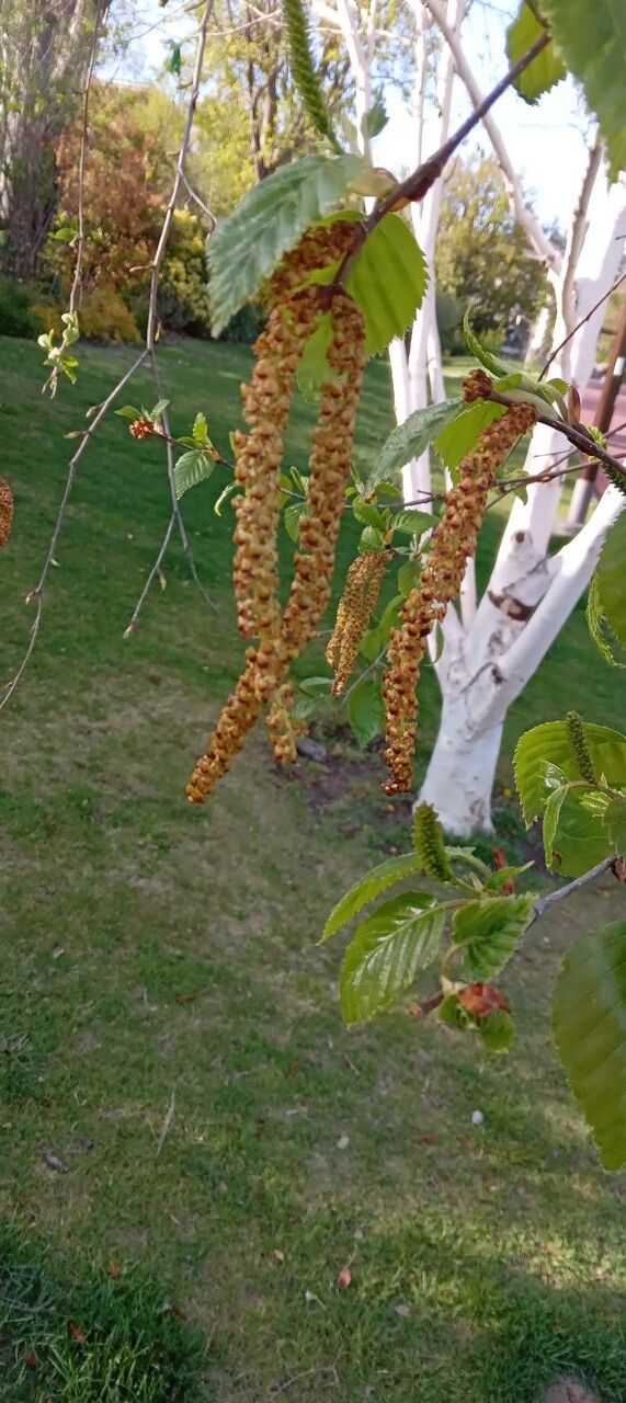 Betula utilis flower