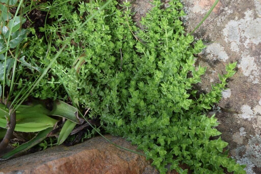 Wahlenbergia madagascariensis — houseplant care guide