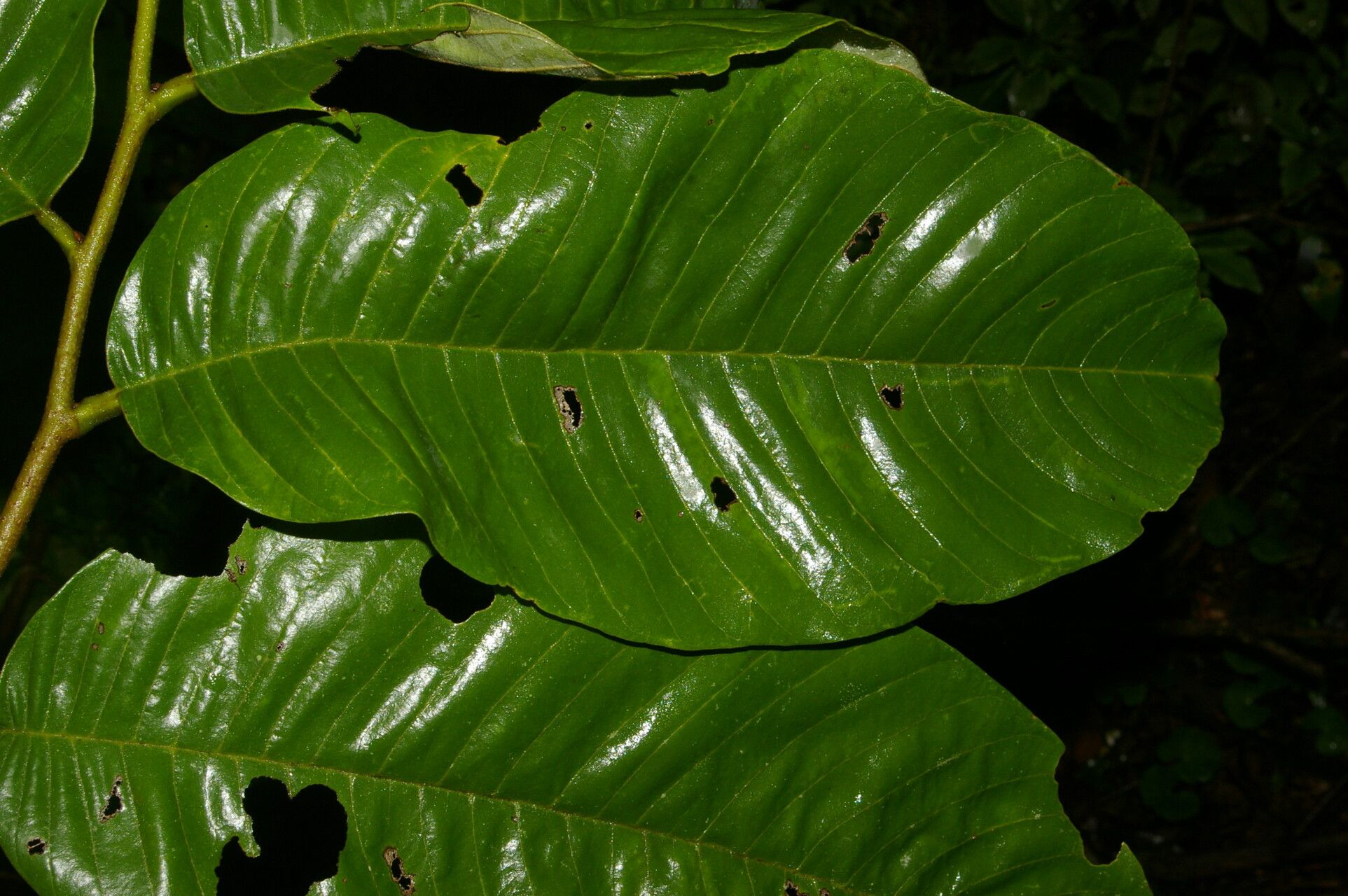 Annona danforthii — search result for 'Annona'