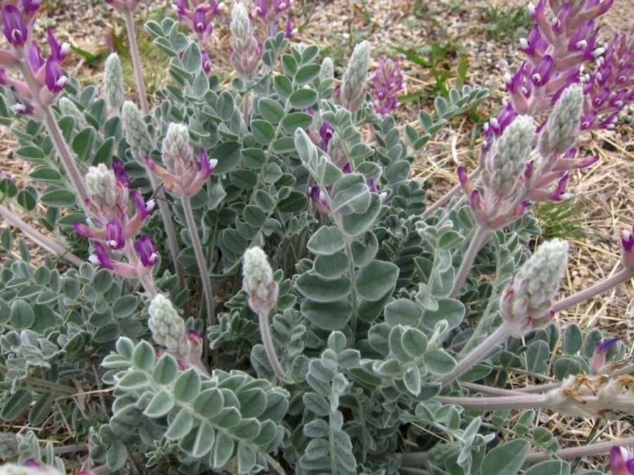 Astragalus mollissimus flower