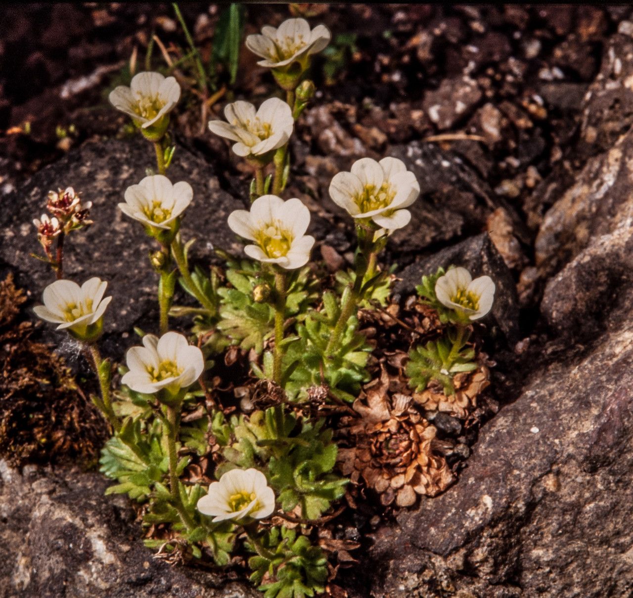 Saxifraga cespitosa habit