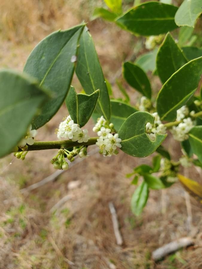 Ilex coriacea flower