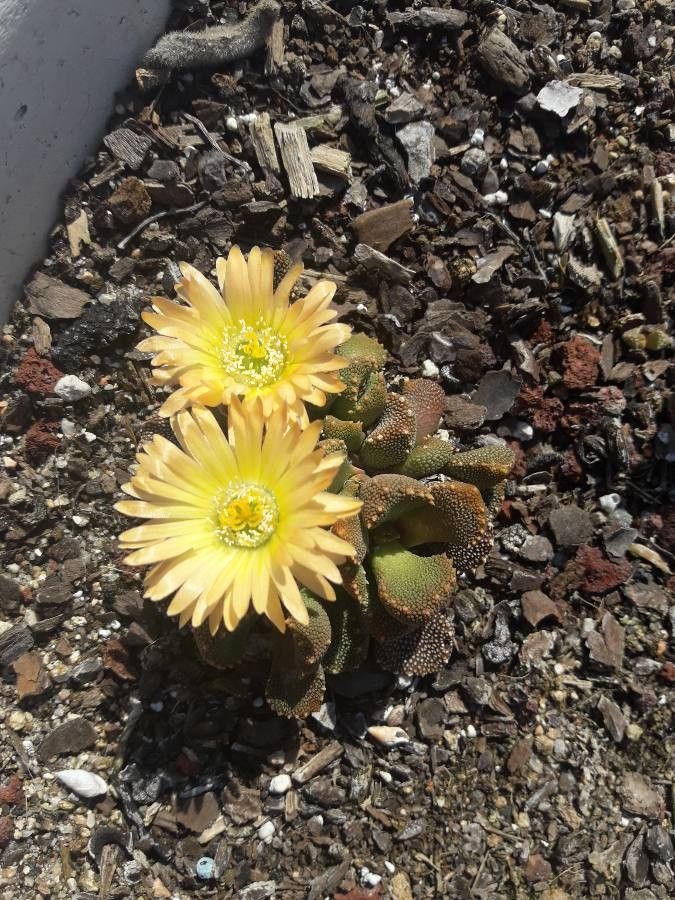 Aloinopsis luckhoffii flower