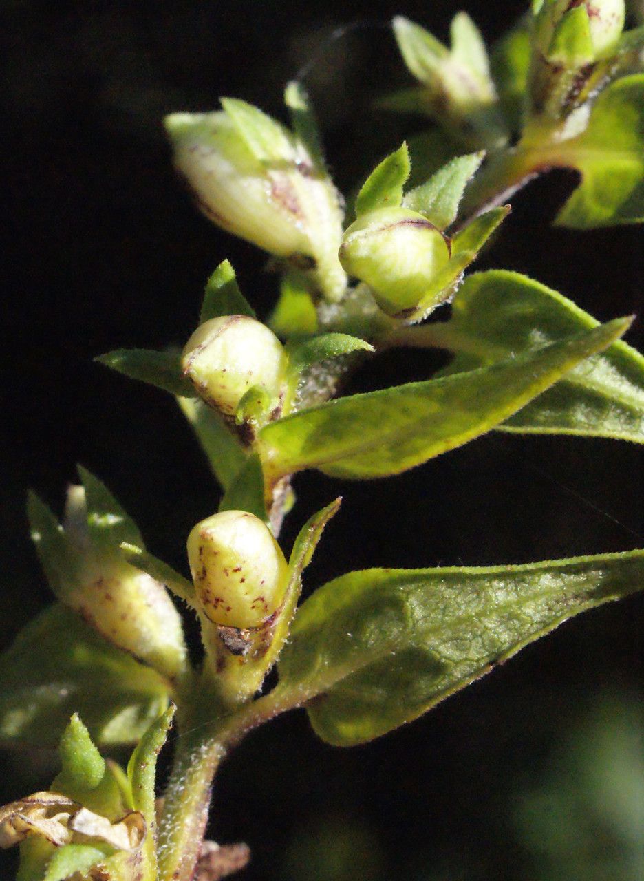 Melampyrum catalaunicum fruit