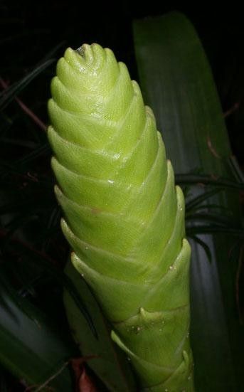 Werauhia gladioliflora leaf
