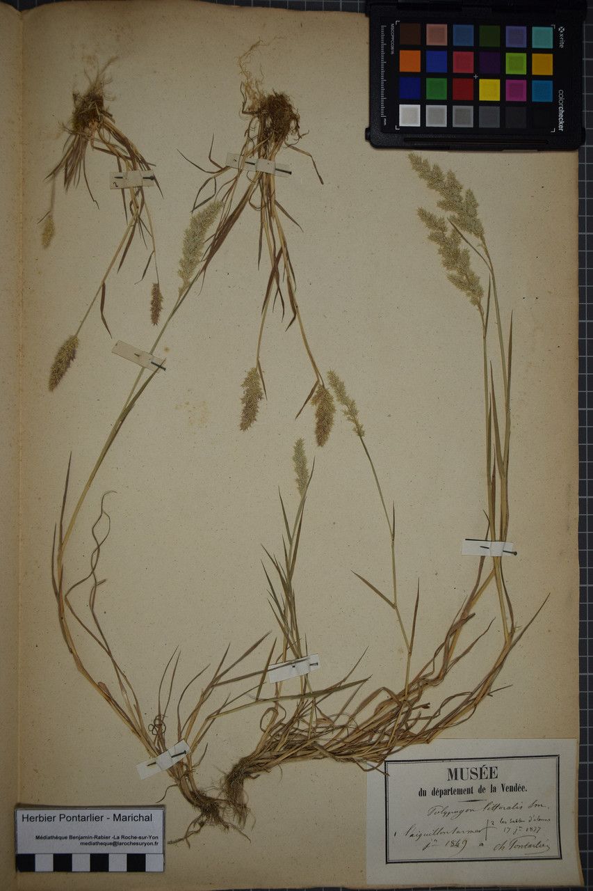 × Agropogon lutosus other