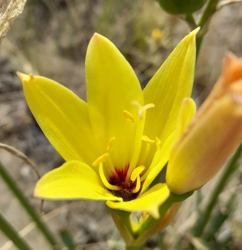Zephyranthes gilliesiana flower
