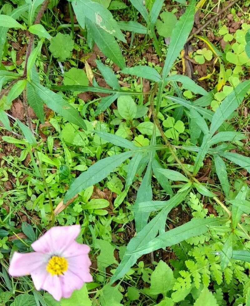 Cosmos peucedanifolius habit