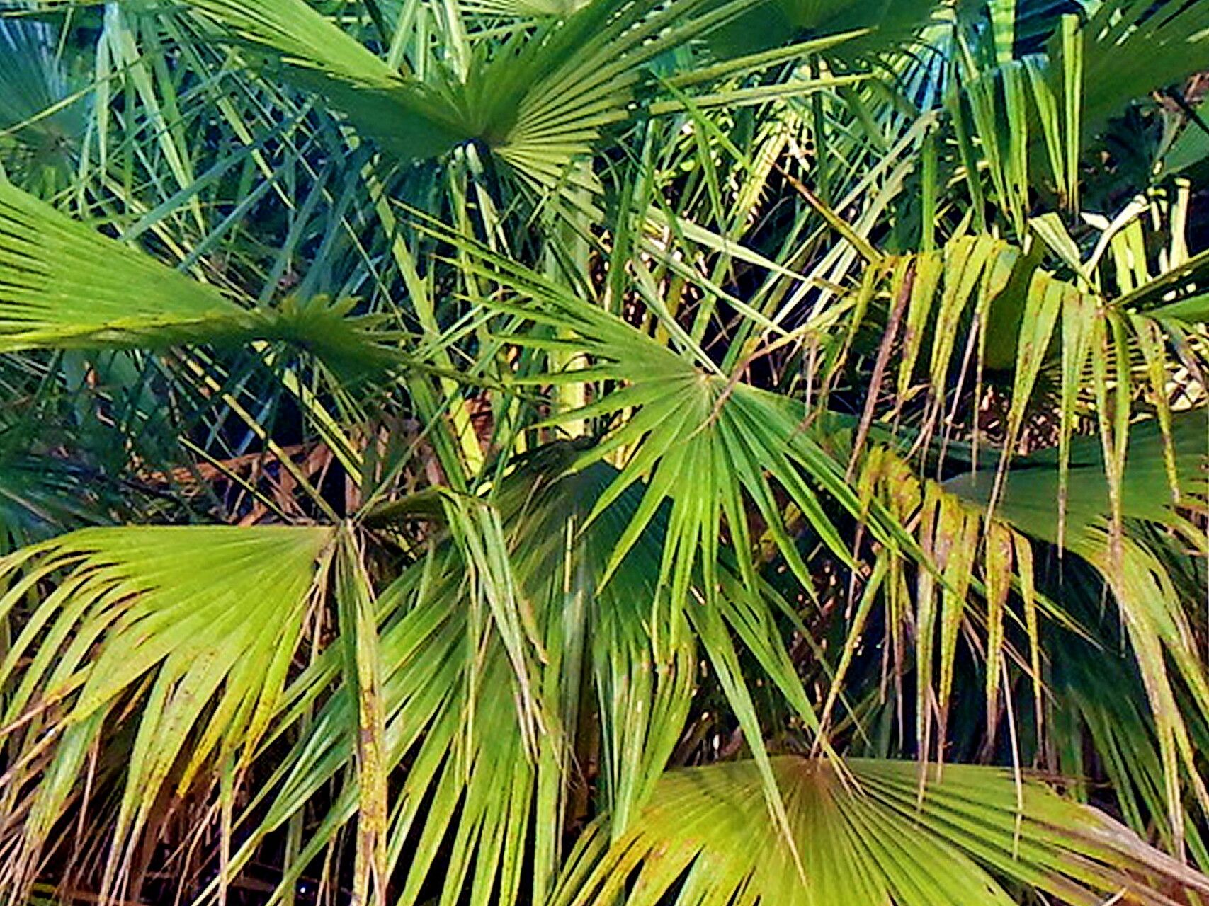 Livistona muelleri — houseplant care guide