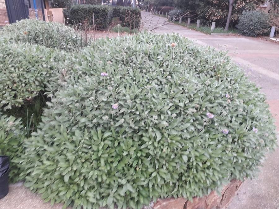 Scabiosa cretica habit