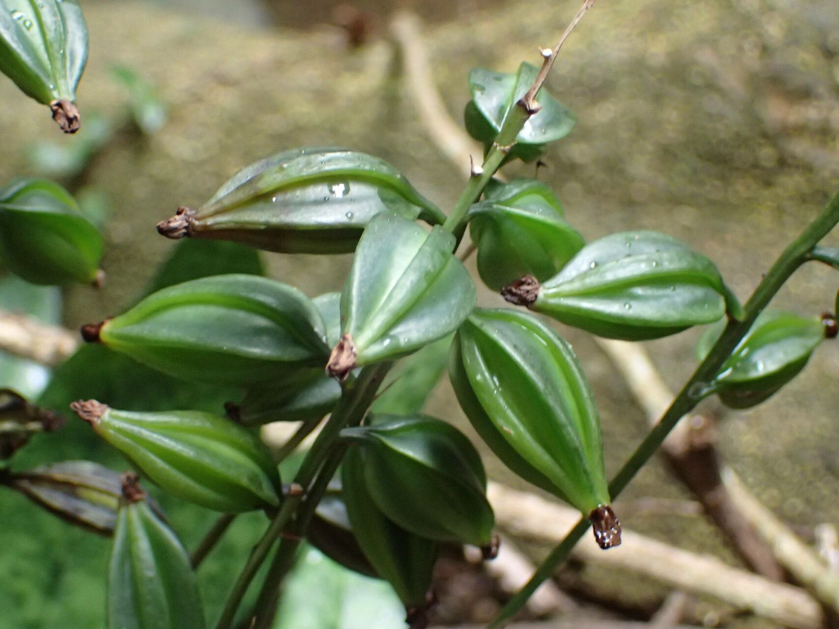 Eulophia maculata fruit