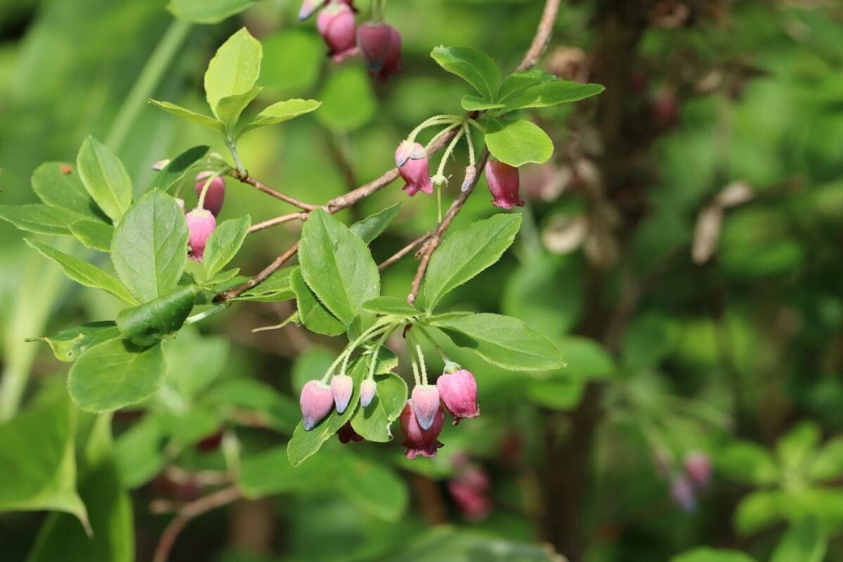 Rhododendron multiflorum flower